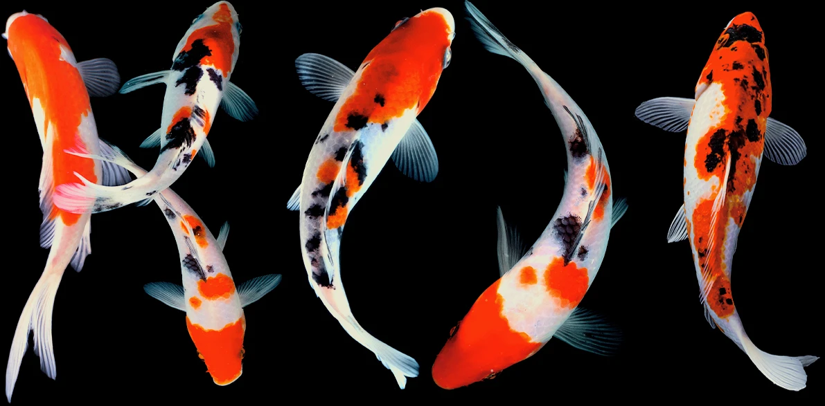 Orange, white, and black koi fish arranged as a typographic Koi composition on a black background.